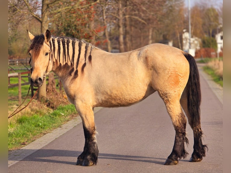 Poolse kar Bloed Merrie 6 Jaar 165 cm Falbe in Someren