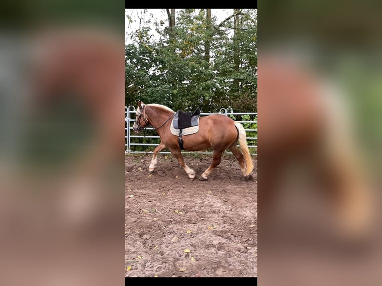Poolse kar Bloed Merrie 6 Jaar 165 cm Vos in GleichenGleichen