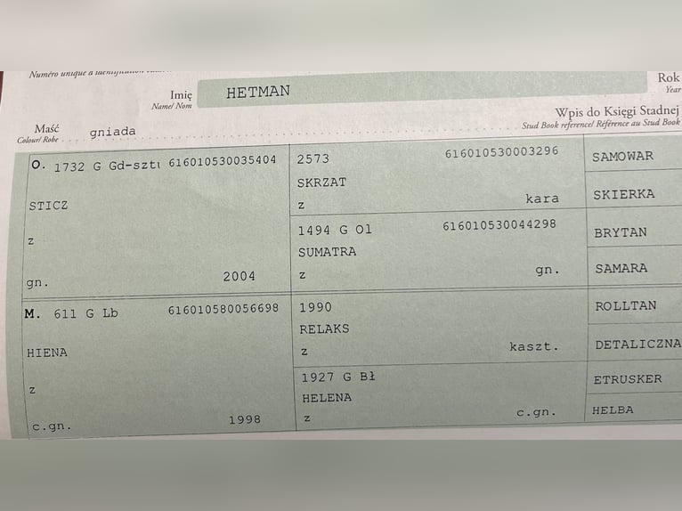 Poolse kar Bloed Merrie 6 Jaar 165 cm Vos in GleichenGleichen