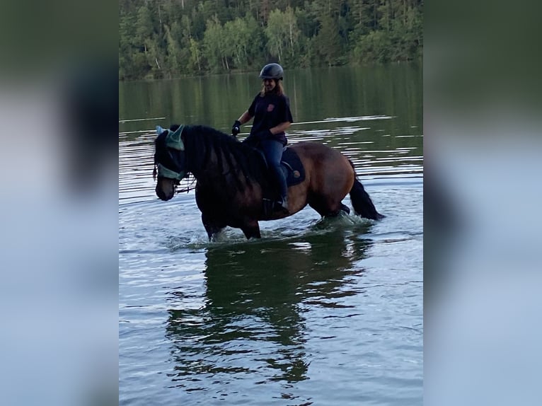 Poolse kar Bloed Mix Merrie 6 Jaar Donkerbruin in Zeulenroda