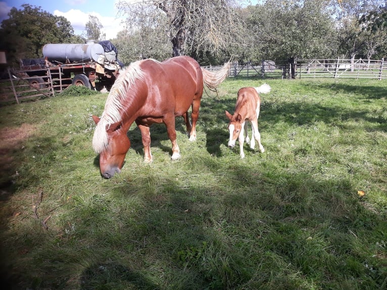 Poolse kar Bloed Merrie 7 Jaar 145 cm Vos in Steuden