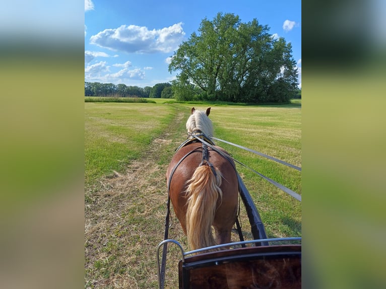 Poolse kar Bloed Merrie 7 Jaar 145 cm Vos in Steuden