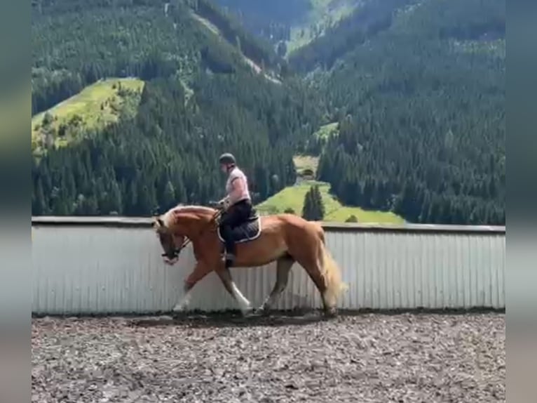 Poolse kar Bloed Merrie 7 Jaar 155 cm Vos in Saalbach