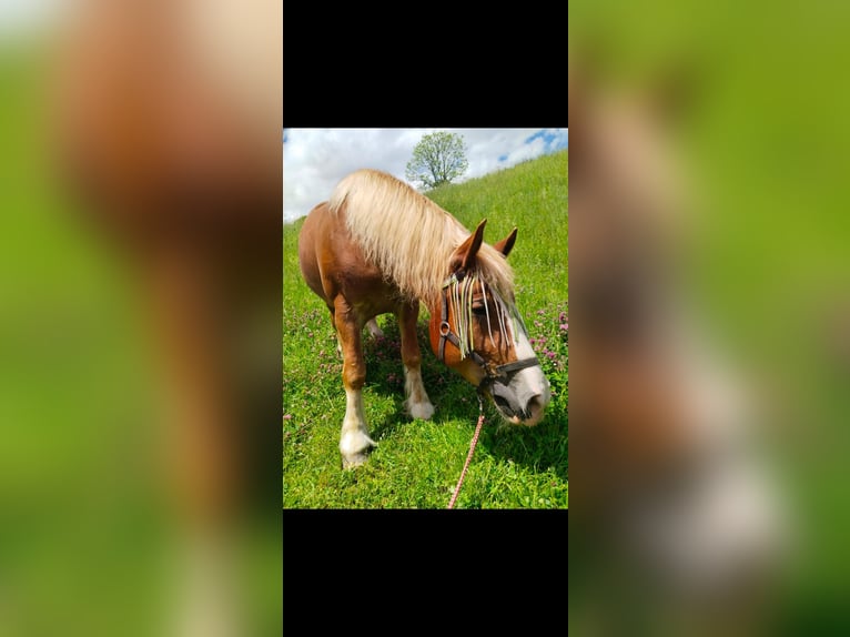 Poolse kar Bloed Merrie 7 Jaar 155 cm Vos in Saalbach