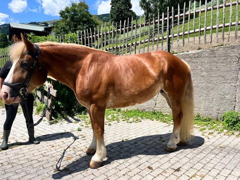 Poolse kar Bloed Merrie 7 Jaar 155 cm Vos in Saalbach