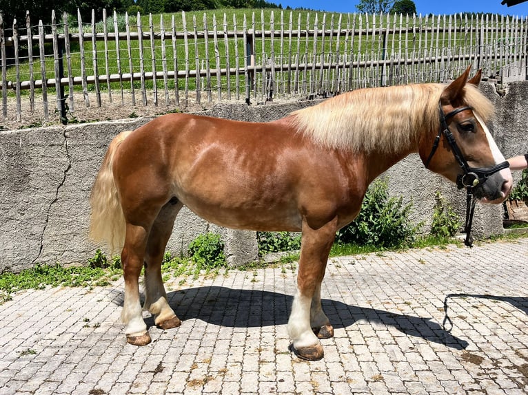 Poolse kar Bloed Merrie 7 Jaar 155 cm Vos in Saalbach