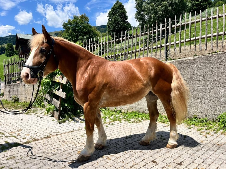 Poolse kar Bloed Merrie 7 Jaar 155 cm Vos in Saalbach