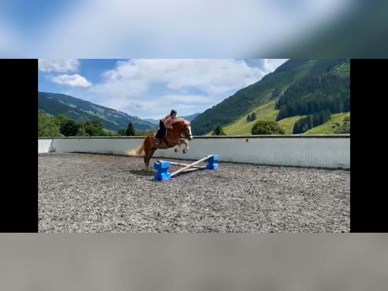 Poolse kar Bloed Merrie 7 Jaar 155 cm Vos in Saalbach