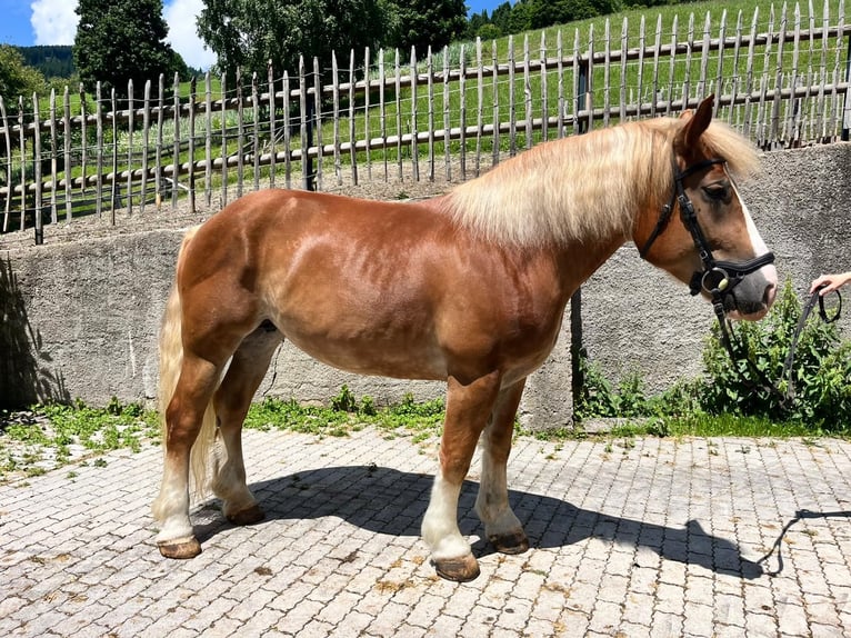Poolse kar Bloed Merrie 7 Jaar 155 cm Vos in Saalbach