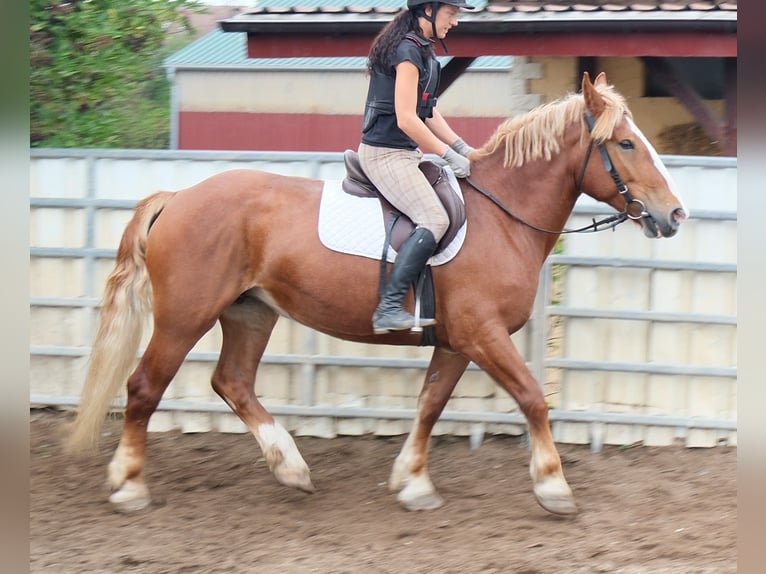 Poolse kar Bloed Merrie 7 Jaar 160 cm Donkere-vos in Buttstädt