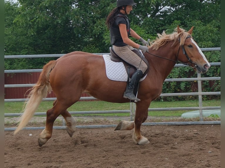 Poolse kar Bloed Merrie 7 Jaar 160 cm Donkere-vos in Buttstädt