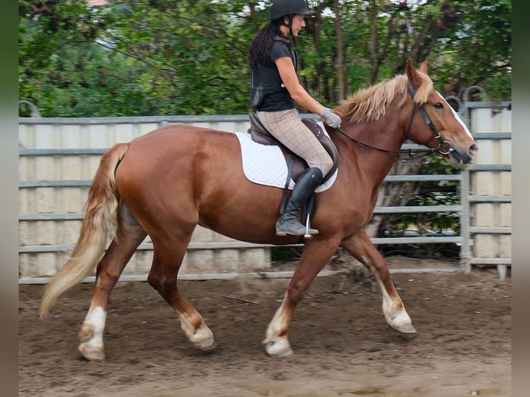 Poolse kar Bloed Merrie 7 Jaar 160 cm Donkere-vos in Buttstädt