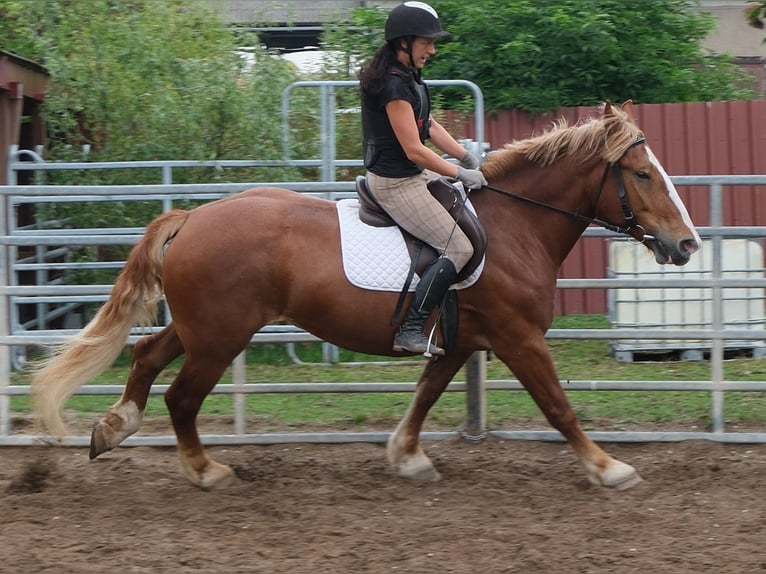 Poolse kar Bloed Merrie 7 Jaar 160 cm Donkere-vos in Buttstädt