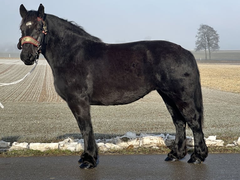 Poolse kar Bloed Merrie 7 Jaar 160 cm Zwart in Riedlingen