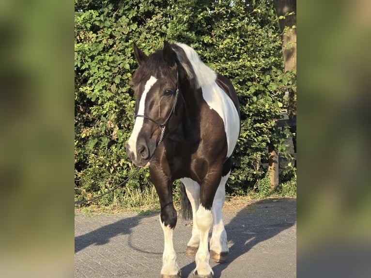 Poolse kar Bloed Merrie 7 Jaar 161 cm Gevlekt-paard in Weert