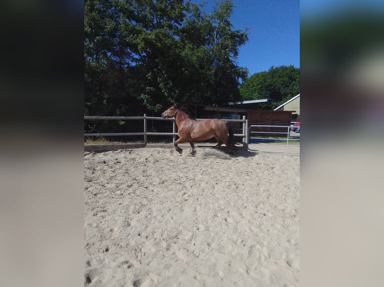 Poolse kar Bloed Merrie 7 Jaar 162 cm  in Bremerhaven
