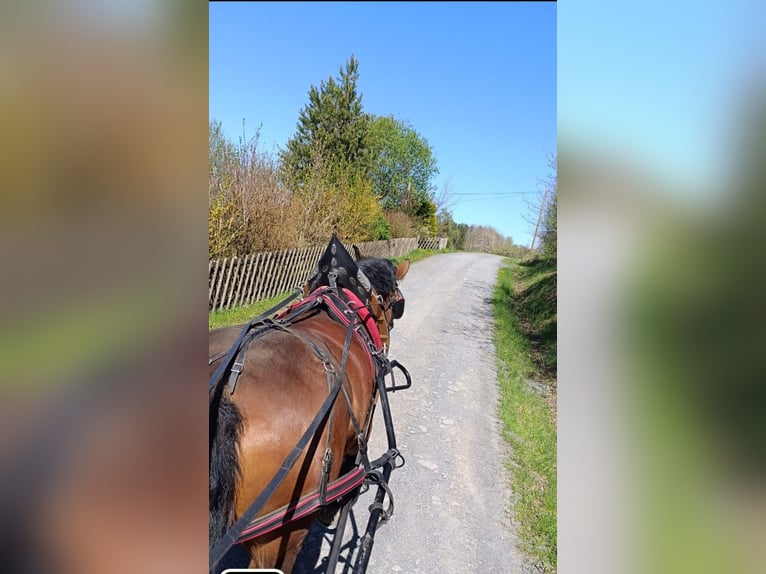Poolse kar Bloed Merrie 7 Jaar 163 cm Bruin in Stammbach