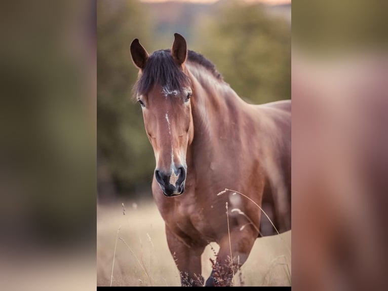 Poolse kar Bloed Merrie 7 Jaar 163 cm Bruin in Stammbach