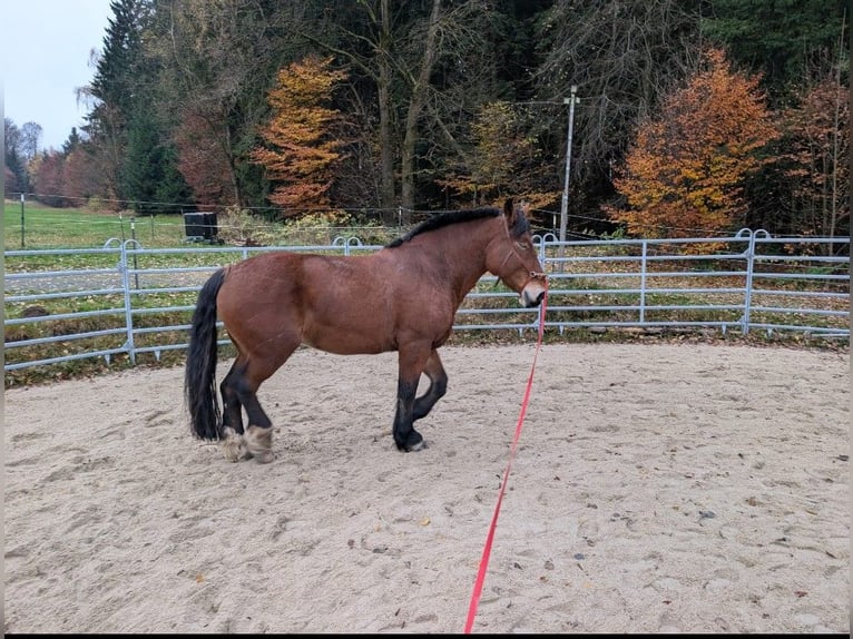 Poolse kar Bloed Merrie 7 Jaar 163 cm Bruin in Stammbach
