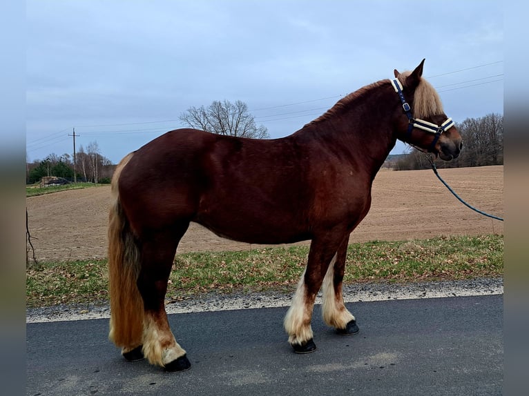 Poolse kar Bloed Merrie 7 Jaar 165 cm Vos in FORST