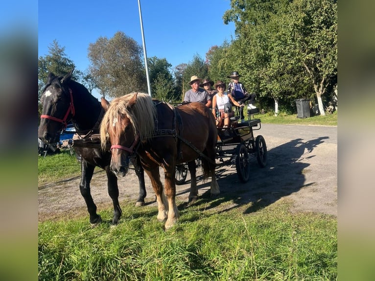 Poolse kar Bloed Merrie 7 Jaar 165 cm Vos in FORST