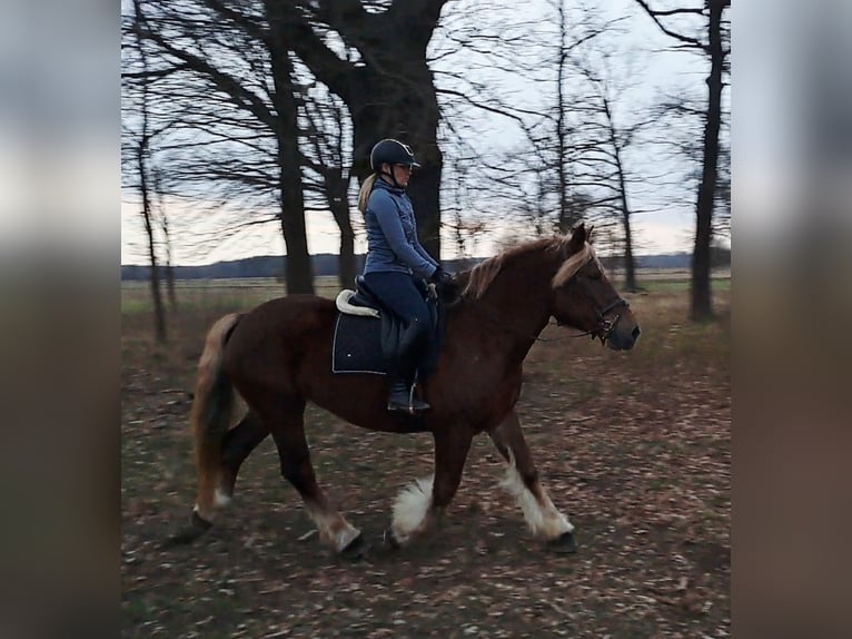 Poolse kar Bloed Merrie 7 Jaar 165 cm Vos in FORST