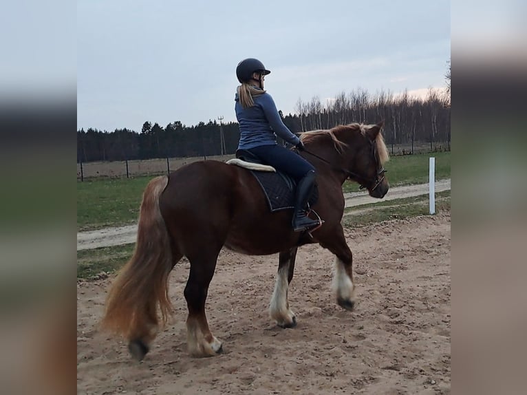 Poolse kar Bloed Merrie 7 Jaar 166 cm Vos in Forst