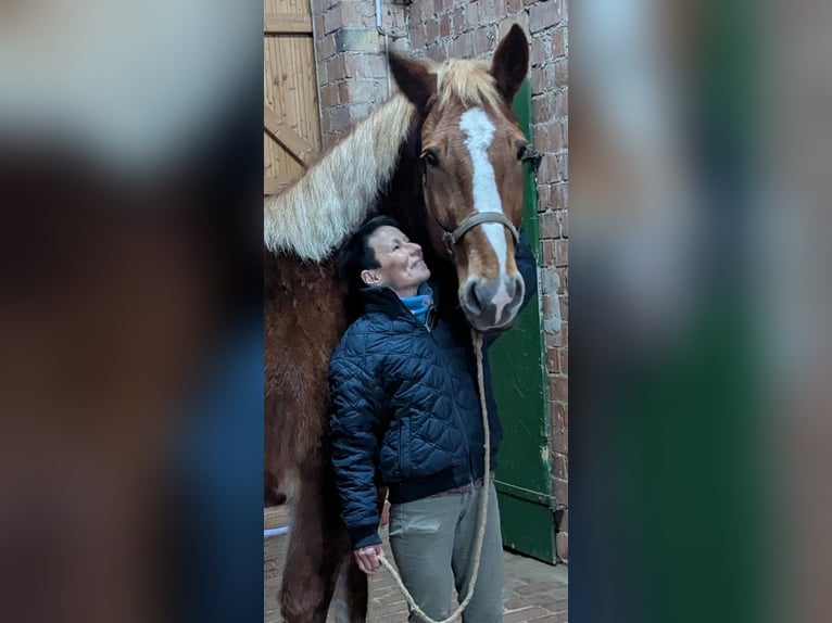 Poolse kar Bloed Merrie 7 Jaar 166 cm Vos in Willebadessen