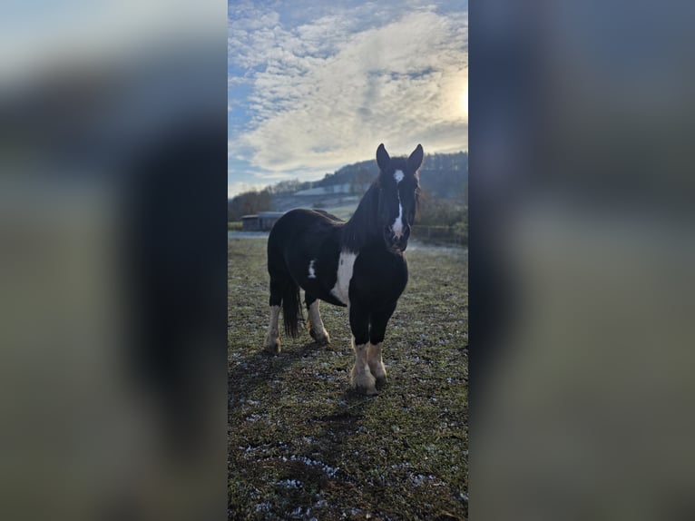 Poolse kar Bloed Mix Merrie 8 Jaar 155 cm Gevlekt-paard in Nentershausen