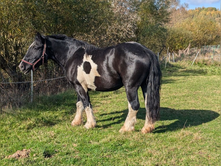Poolse kar Bloed Mix Merrie 8 Jaar 155 cm Gevlekt-paard in Nentershausen