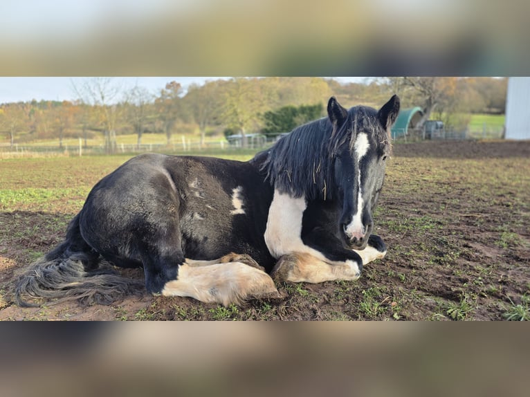 Poolse kar Bloed Mix Merrie 8 Jaar 155 cm Gevlekt-paard in Nentershausen
