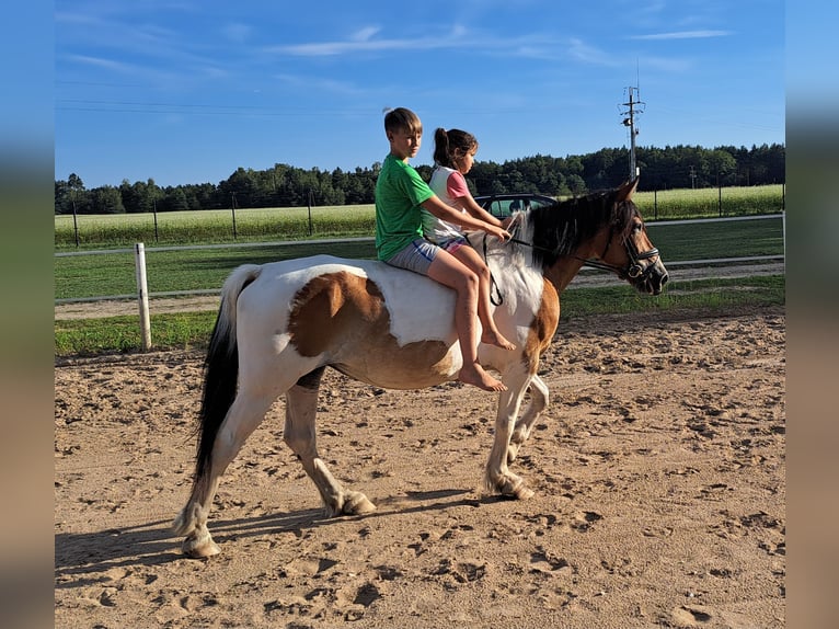 Poolse kar Bloed Merrie 8 Jaar 155 cm Gevlekt-paard in Forst