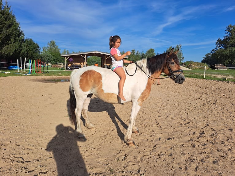 Poolse kar Bloed Merrie 8 Jaar 155 cm Gevlekt-paard in Forst