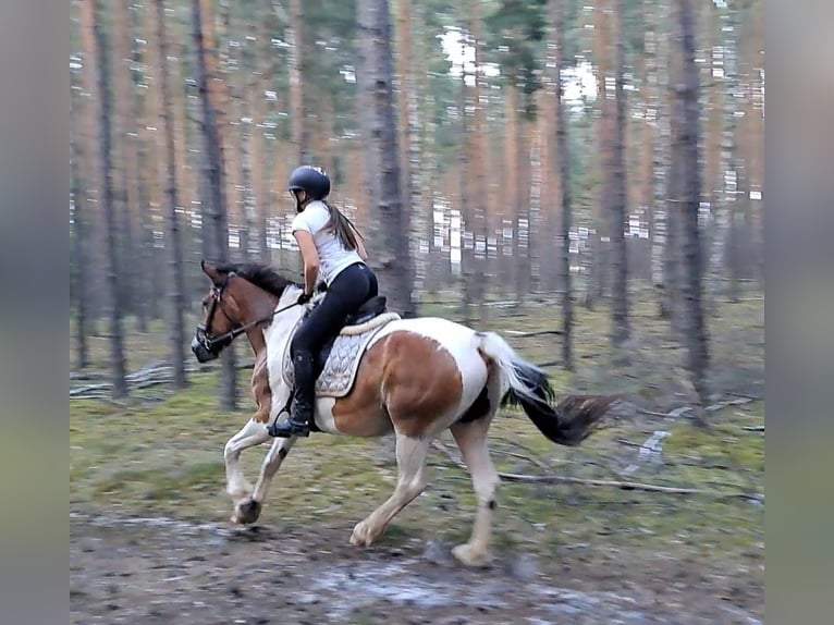 Poolse kar Bloed Merrie 8 Jaar 155 cm Gevlekt-paard in Forst