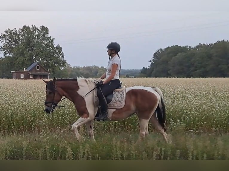 Poolse kar Bloed Merrie 8 Jaar 155 cm Gevlekt-paard in Forst