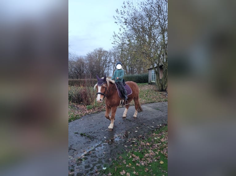 Poolse kar Bloed Merrie 8 Jaar 155 cm Vos in T&#xF6;nning