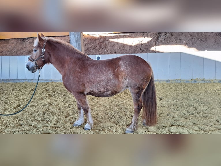 Poolse kar Bloed Merrie 8 Jaar 156 cm Bruin in Würzburg