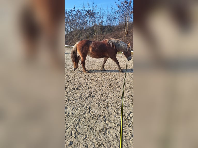 Poolse kar Bloed Merrie 8 Jaar 156 cm Bruin in Würzburg