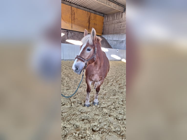 Poolse kar Bloed Merrie 8 Jaar 156 cm Bruin in Würzburg