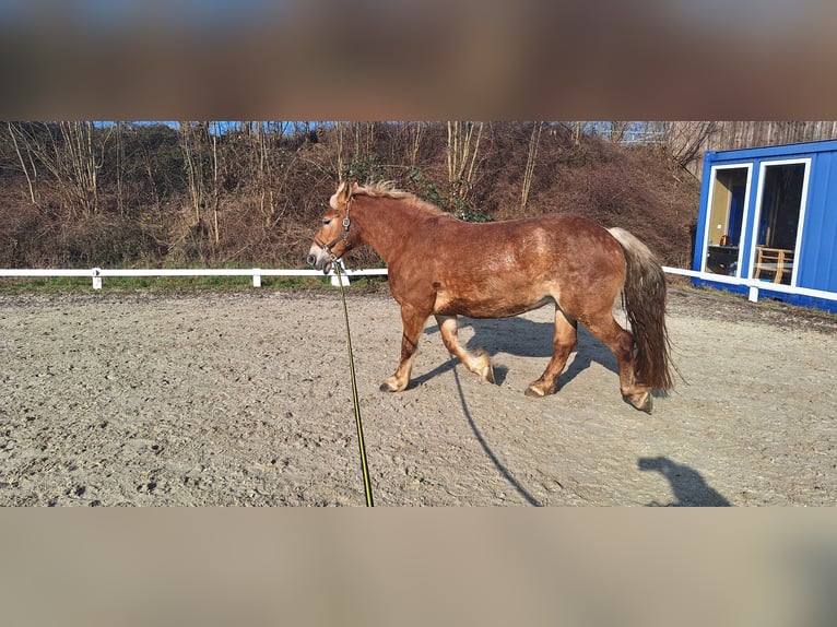 Poolse kar Bloed Merrie 8 Jaar 156 cm Bruin in Würzburg