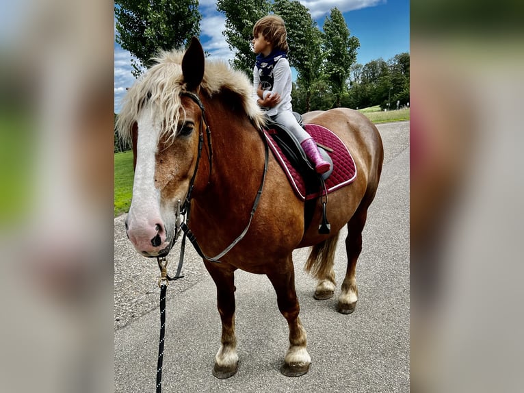 Poolse kar Bloed Merrie 8 Jaar 160 cm Roodbruin in Däniken SO