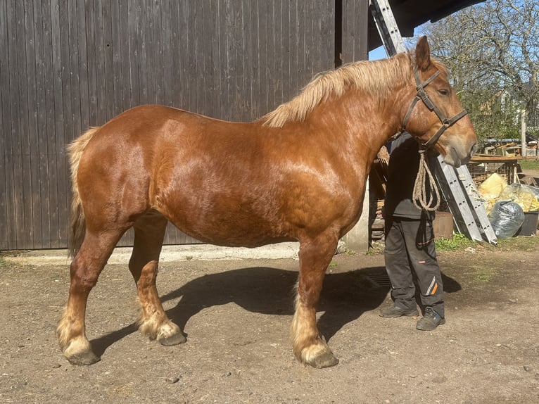 Poolse kar Bloed Merrie 8 Jaar 165 cm Vos in Winsen (Aller)