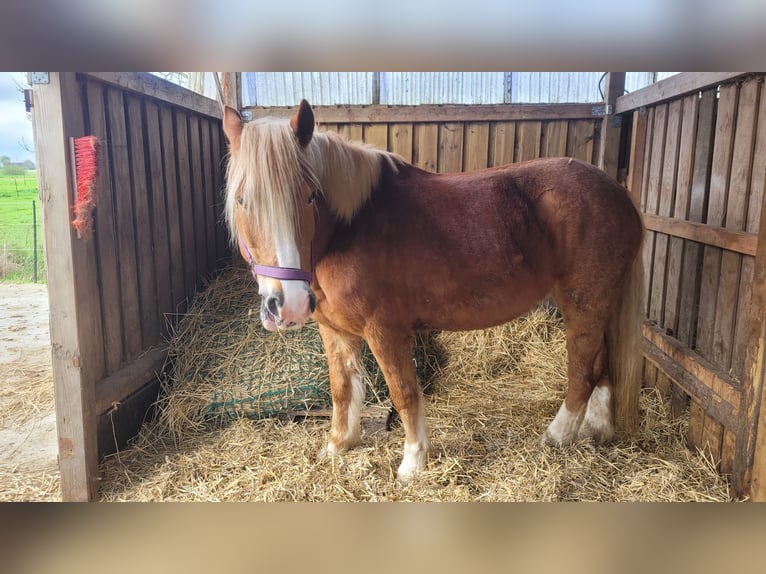 Poolse kar Bloed Merrie 9 Jaar 155 cm Vos in Tönning