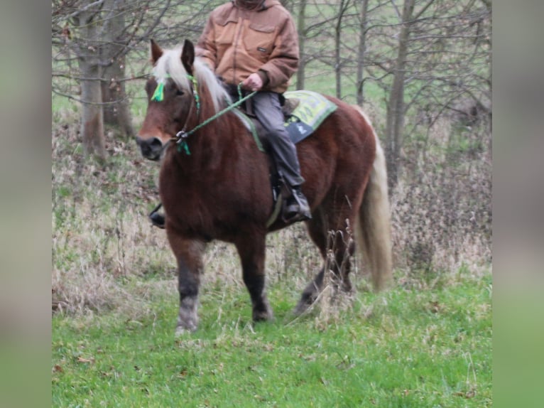 Poolse kar Bloed Merrie 9 Jaar 157 cm Vos in Miehlen
