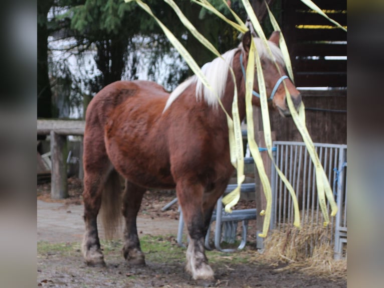 Poolse kar Bloed Merrie 9 Jaar 157 cm Vos in Miehlen