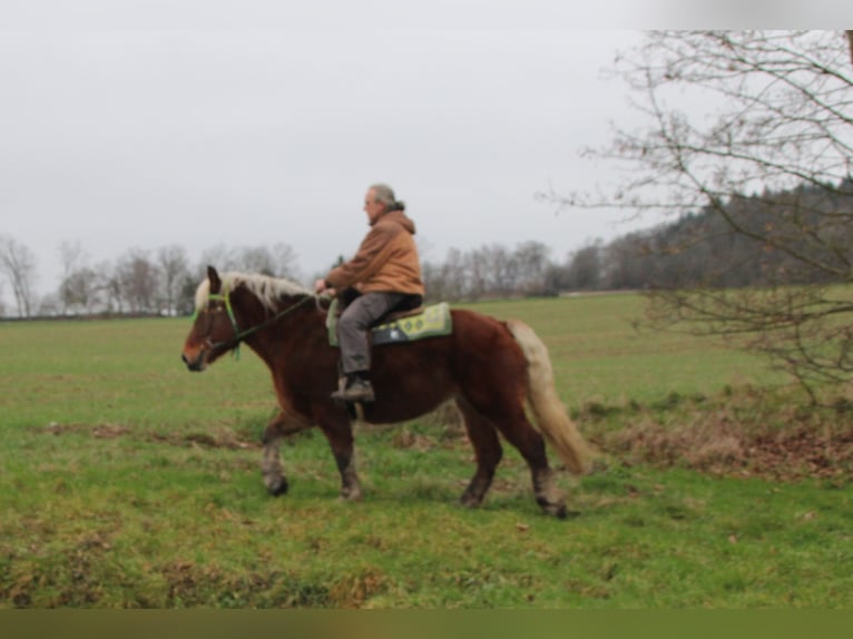 Poolse kar Bloed Merrie 9 Jaar 157 cm Vos in Miehlen