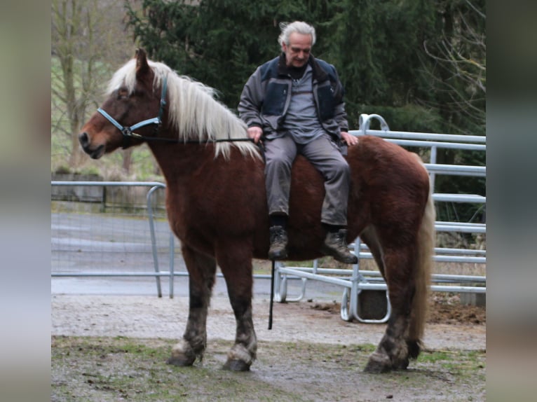 Poolse kar Bloed Merrie 9 Jaar 157 cm Vos in Miehlen
