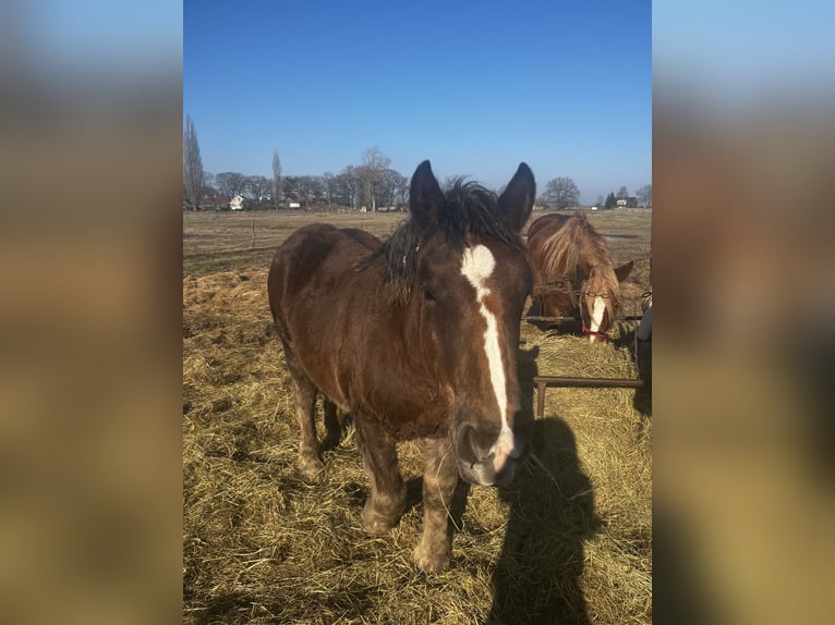 Poolse kar Bloed Merrie 9 Jaar 160 cm Lichtbruin in Ahlbeck