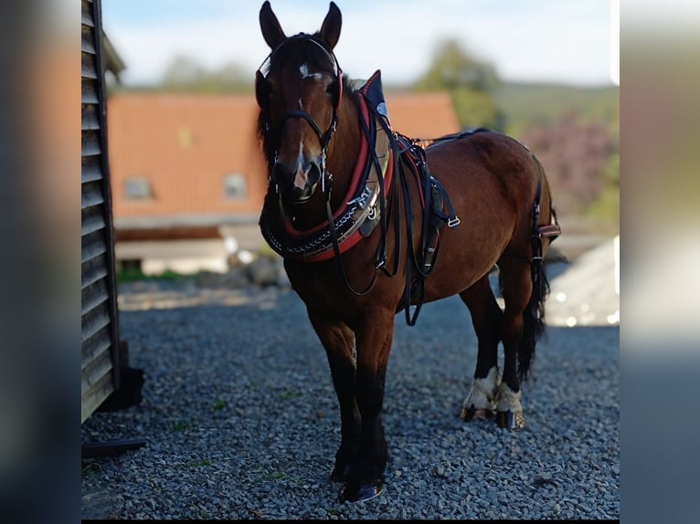 Poolse kar Bloed Merrie 9 Jaar 163 cm Bruin in Stammbach