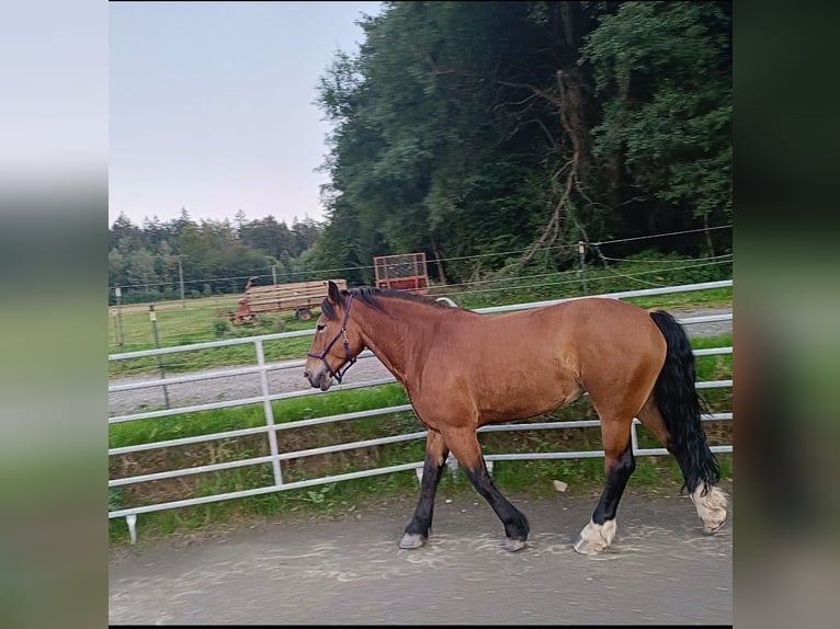 Poolse kar Bloed Merrie 9 Jaar 163 cm Bruin in Stammbach